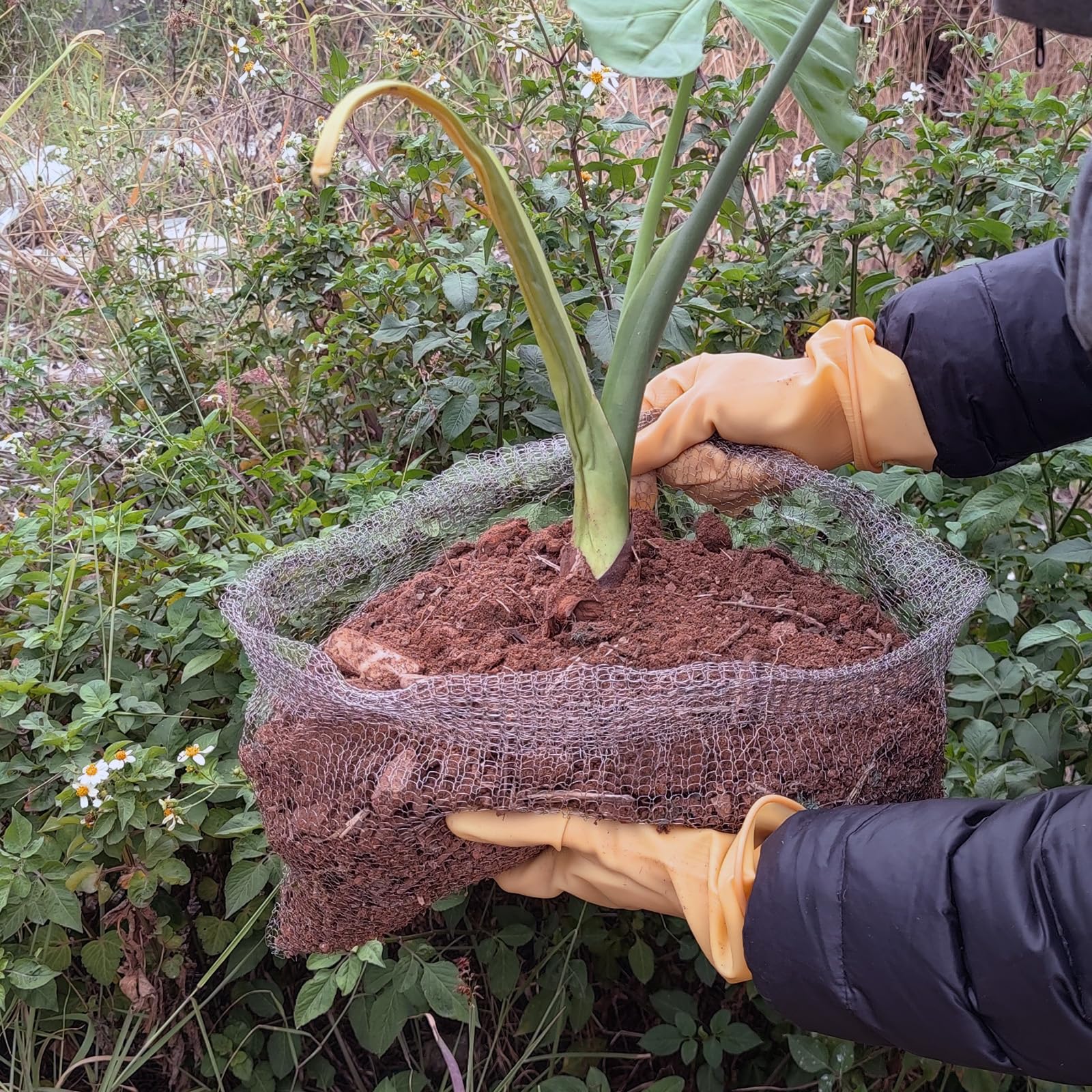 Foyego root guard supports large plants like fruit trees and shrubs.