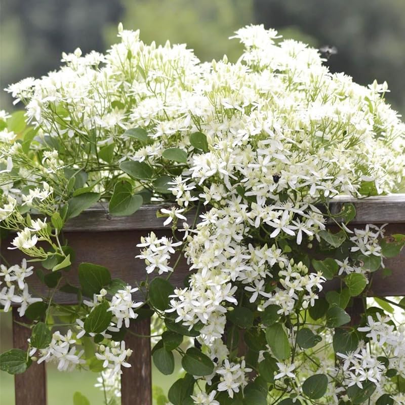 Balconies enhanced by fragrant climbing jasmine seeds vertical greenery.