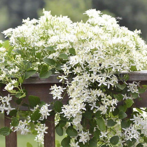 Balconies enhanced by fragrant climbing jasmine seeds vertical greenery.