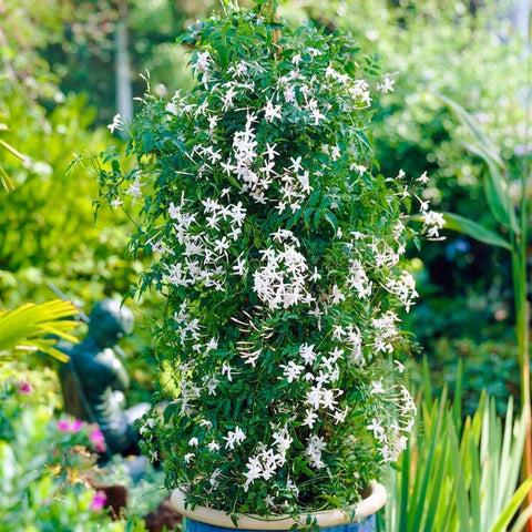 Fragrant climbing jasmine seeds bloom on a garden arch, attracting pollinators.