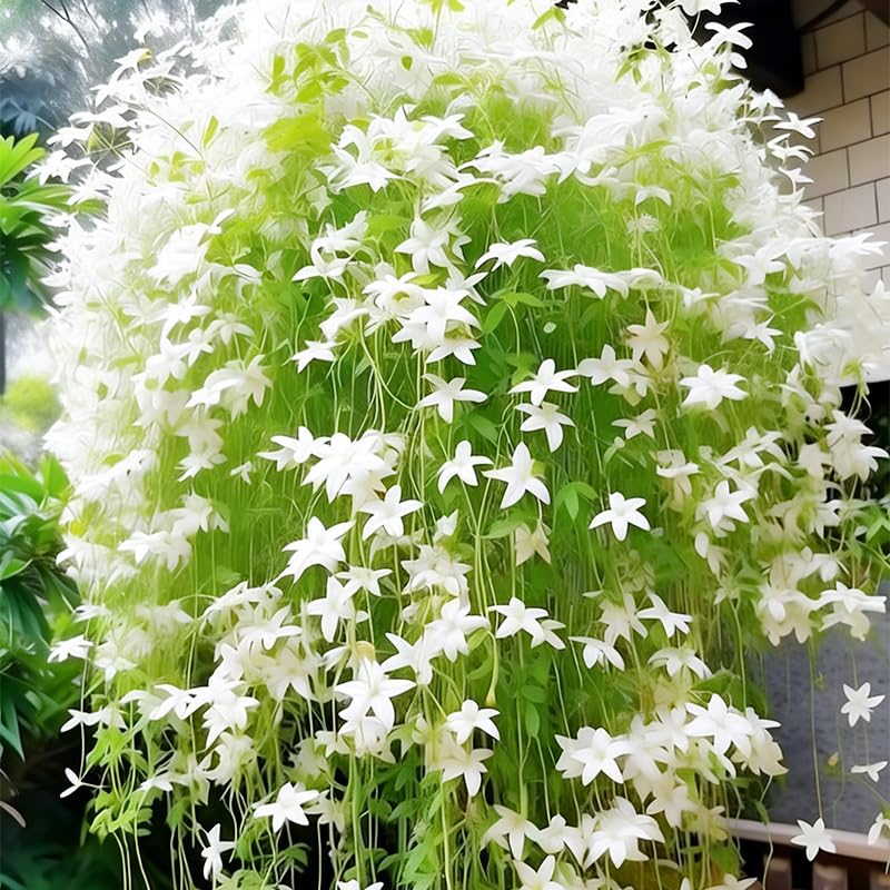 Fragrant climbing jasmine seeds in a pot ready to climb a trellis.