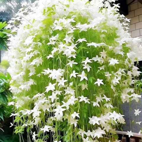 Fragrant climbing jasmine seeds in a pot ready to climb a trellis.