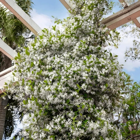 Fragrant climbing jasmine seeds on a trellis with white blooms and scent.