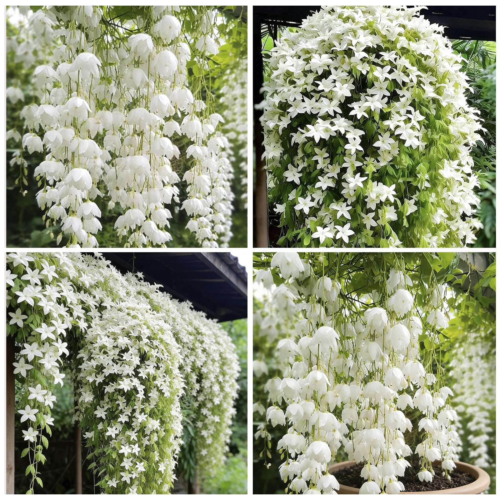 Fragrant climbing jasmine seeds packaging, ideal for vertical greening.