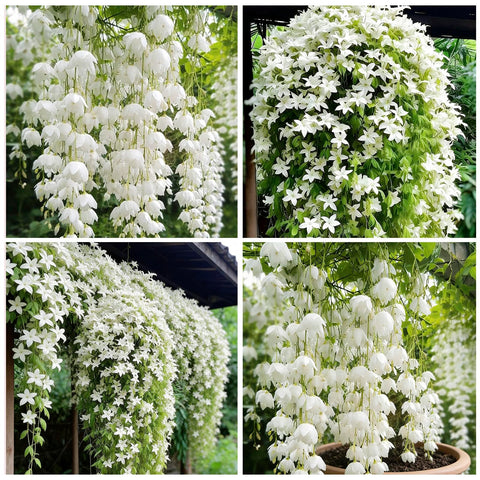 Fragrant climbing jasmine seeds packaging, ideal for vertical greening.