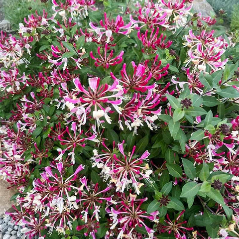 Fragrant Cloud Honeysuckle flowers bloom, fragrance attracts pollinators
