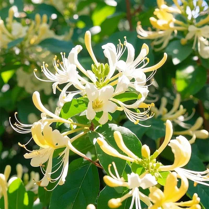 Fragrant Cloud Honeysuckle seedlings emerging for quick garden coverage