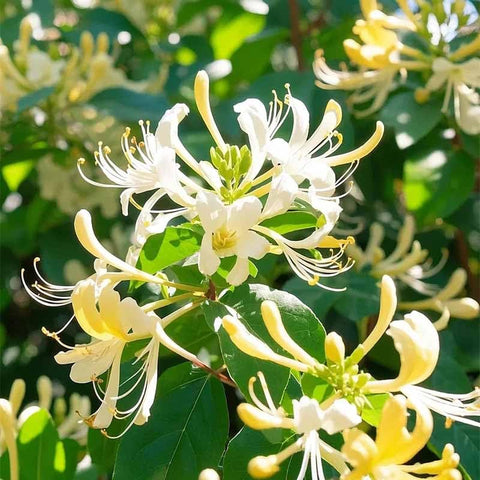 Fragrant Cloud Honeysuckle seedlings emerging for quick garden coverage