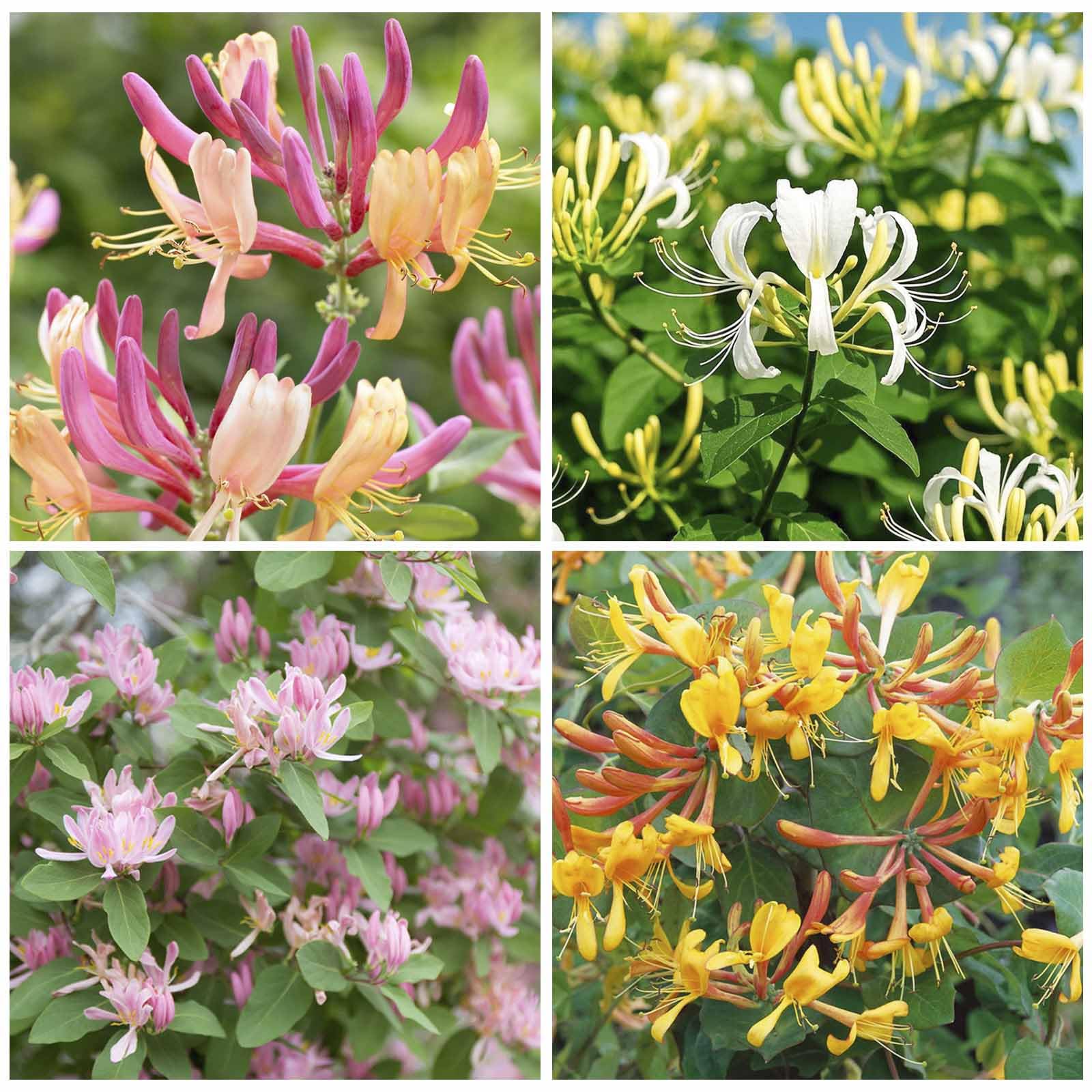 Fragrant Cloud Honeysuckle seeds 210+ mix ready for sowing in the home garden