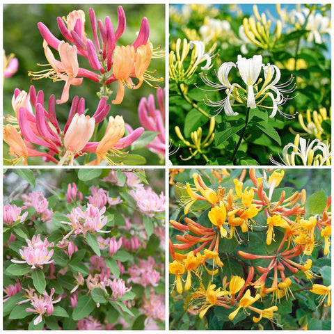 Fragrant Cloud Honeysuckle seeds 210+ mix ready for sowing in the home garden