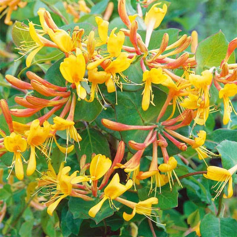 Fragrant Cloud Honeysuckle vines thriving in full sun for trellises and borders