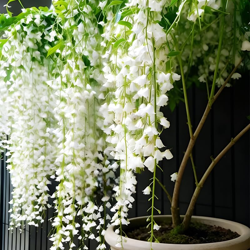 Fragrant jasmine blooms adding color to a home garden.