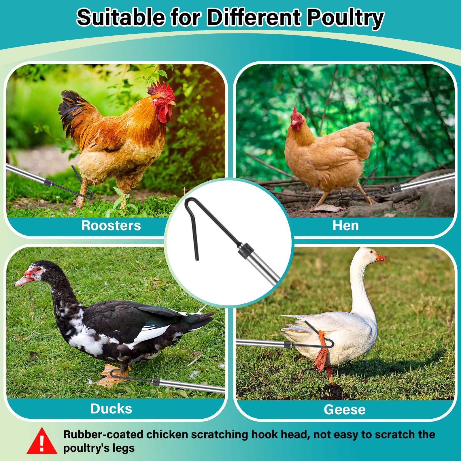 Frebuta in-field poultry catching demonstrated on a farm.
