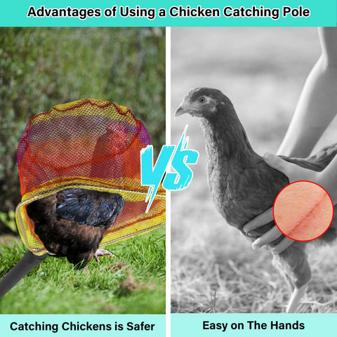 Frebuta warm tips emphasize safe, gentle poultry handling.