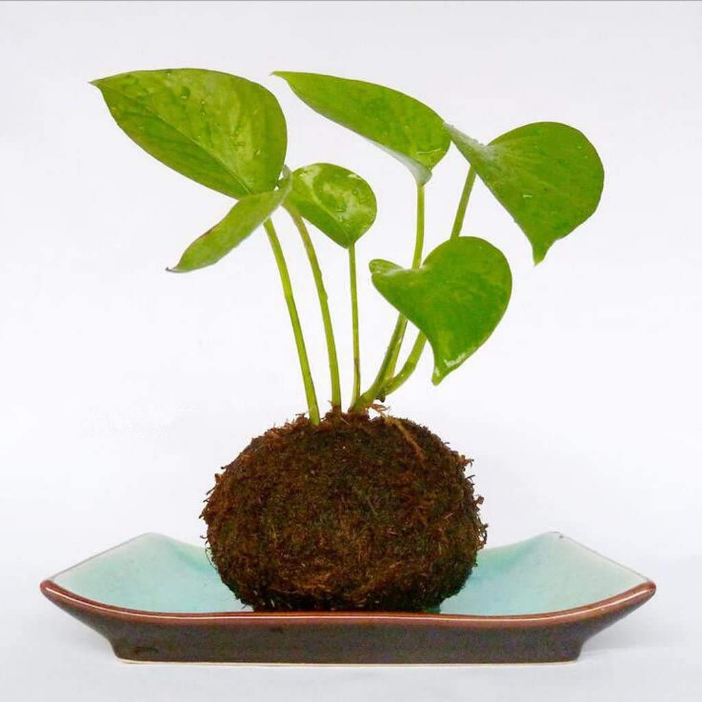 FRECI durable decorative moss pot lightweight and portable