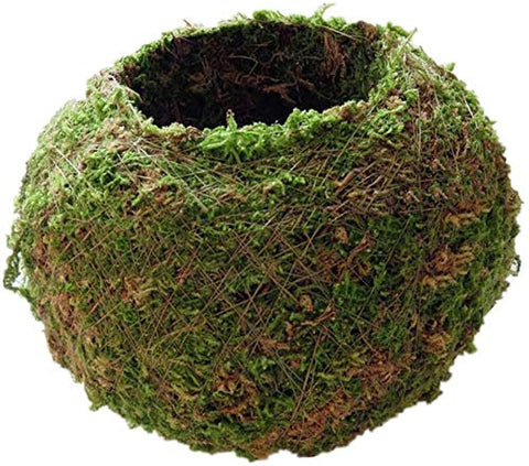 FRECI Moss Ball bonsai display showcases kokedama-inspired planter design.