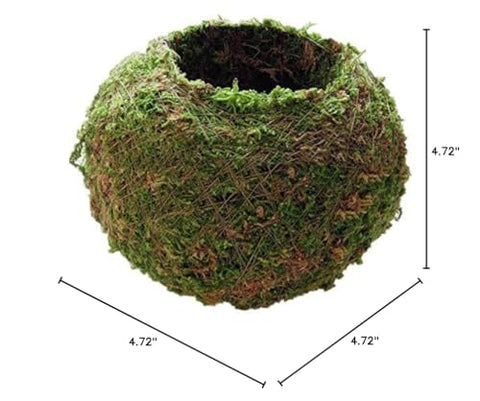 FRECI Moss Ball suitable for both indoor and balcony gardening.