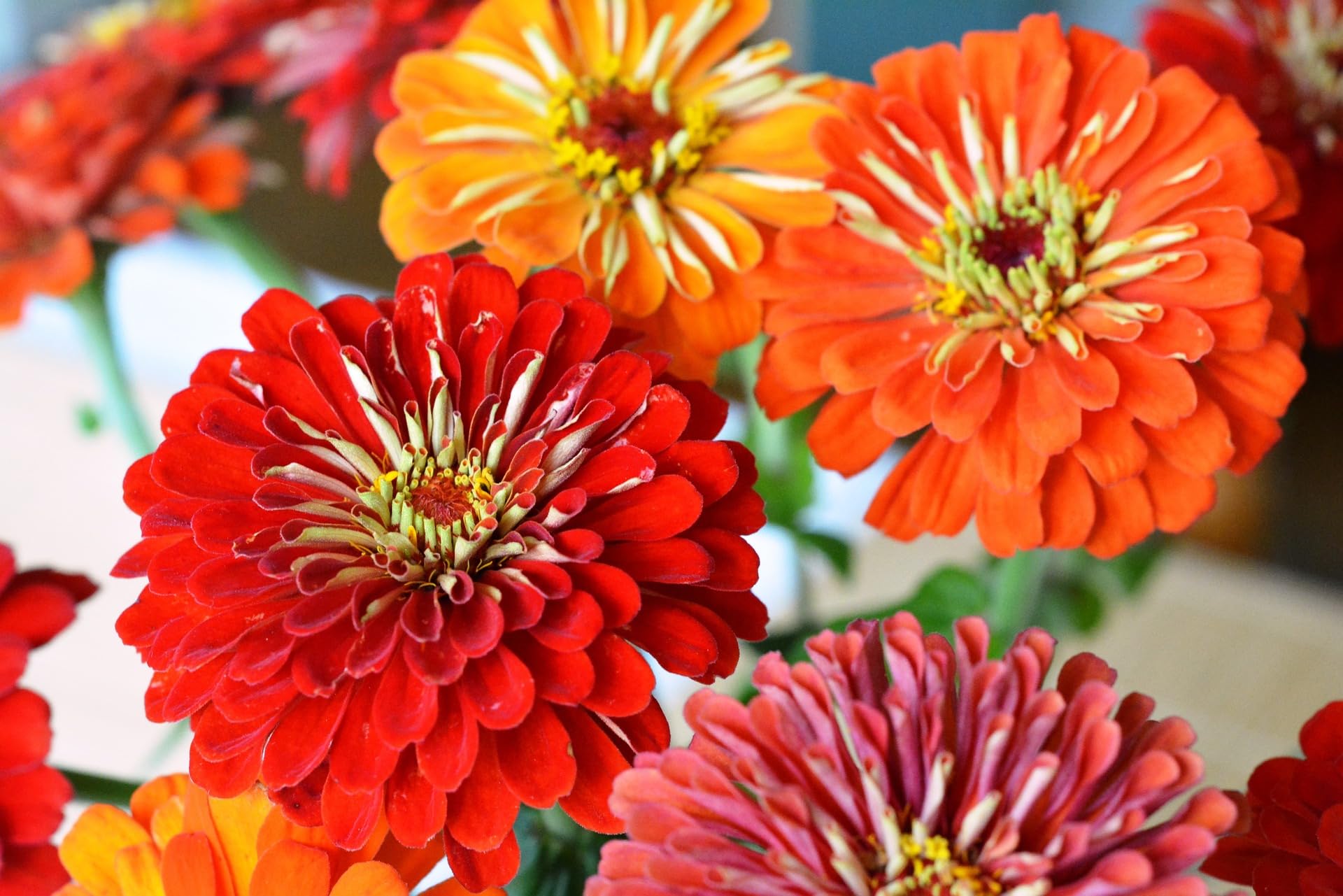 Freedom Farms 31-pack pollinator-friendly blooms attract bees and butterflies