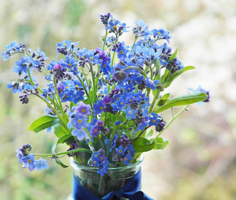 Freedom Farms blue Forget-Me-Not blossoms brighten gardens and memorial spaces
