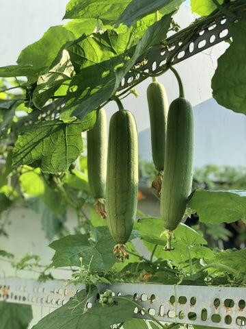 Freedom Farms luffa fruits ready to harvest for fresh edibles and sponges
