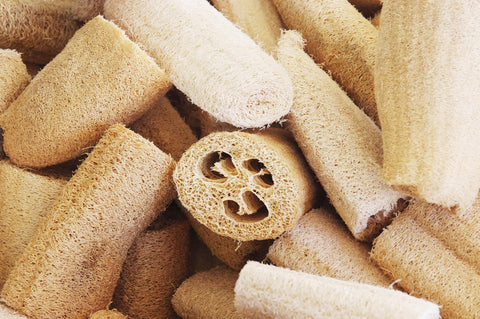 Freedom Farms USA-sourced luffa seeds ensuring local, reliable quality