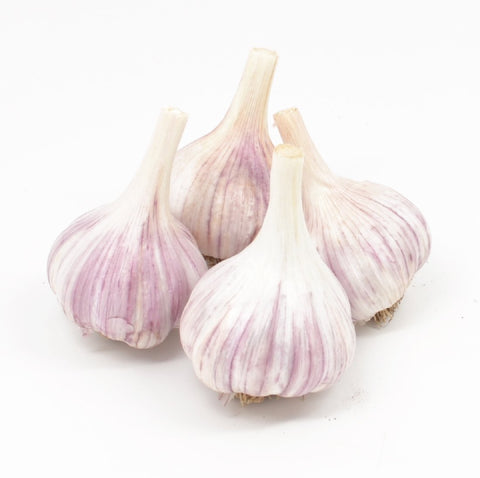 Fresh Garlic Chesnok Red four-pack bulbs, ideal for fall planting and long storage.