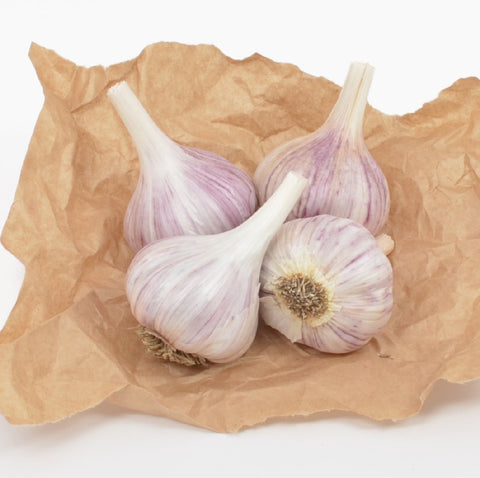 Fresh Garlic Chesnok Red fall planting scene with non-GMO organic bulbs.