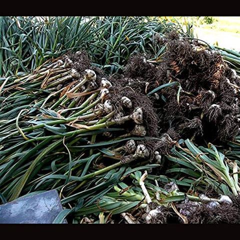 Fresh Garlic Chesnok Red hard-neck bulbs close-up showing purple stripes.