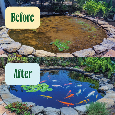 Fresh Pond Koi Pond Water Treatment in clear water scene