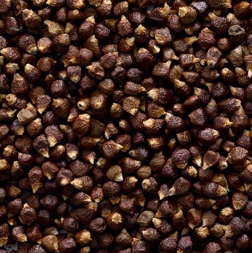 Melegueta pepper seeds close-up showing warm, cardamom-like flavor notes for culinary use.