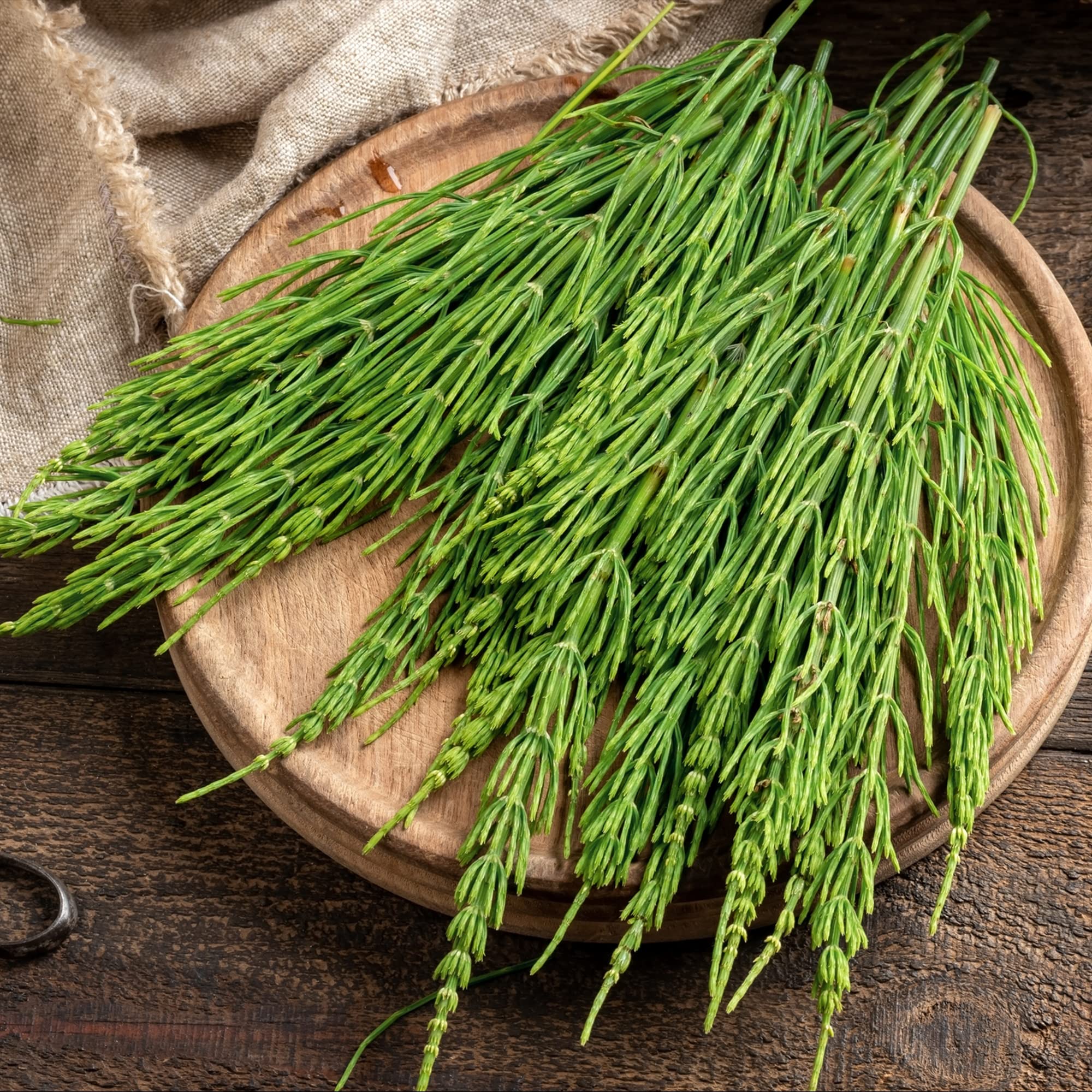 Frontier Co-op organic Bulgarian horsetail field image highlighting sourcing.