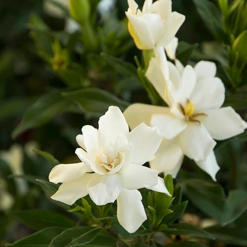 Frostproof Gardenia glossy leaves close-up highlighting evergreen foliage.