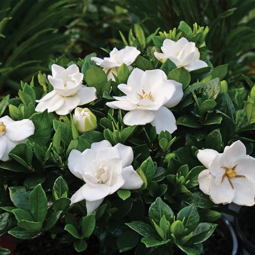 Frostproof Gardenia in a 1-gallon pot ready for patio placement.