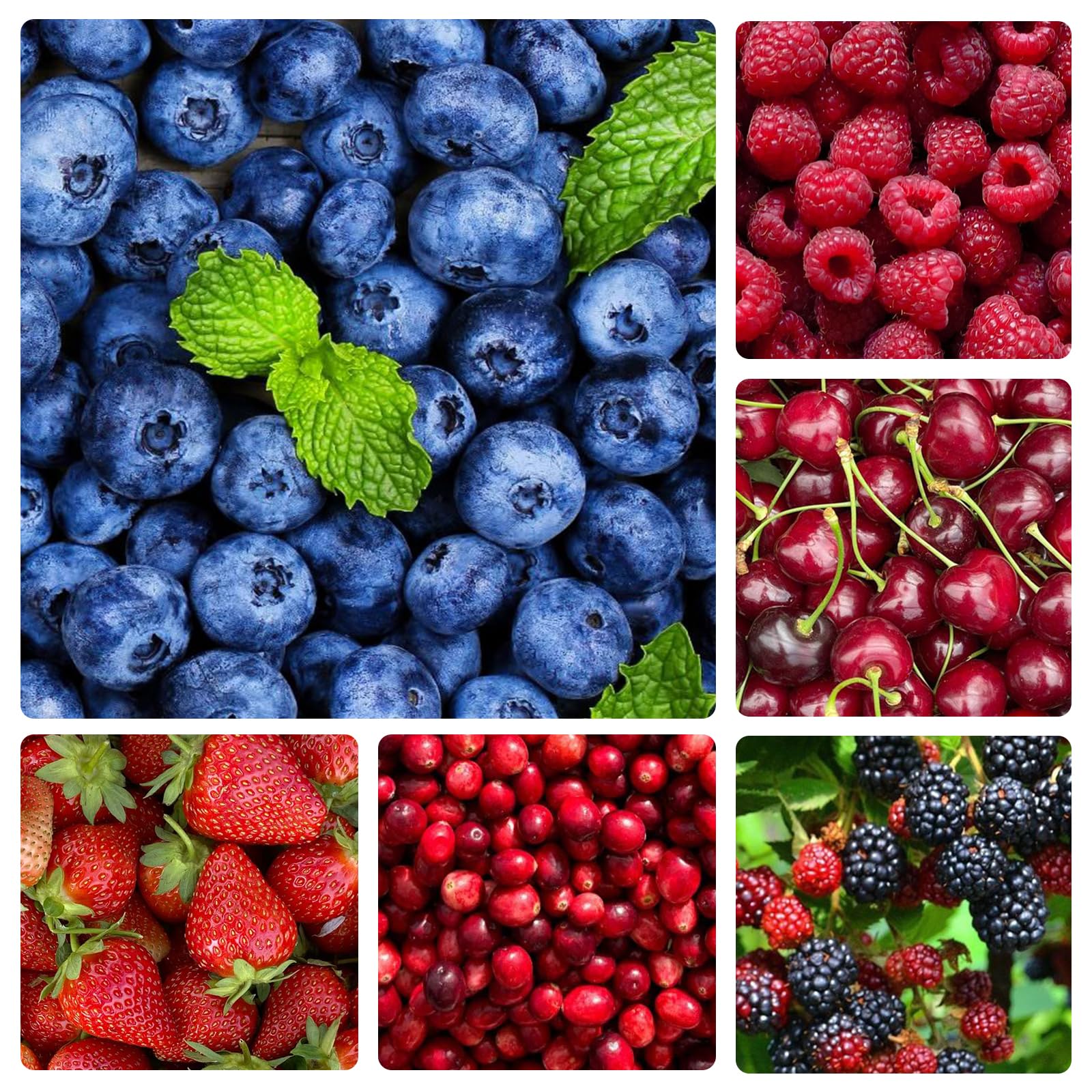 Fruit seeds collection blueberry packets for a productive edible landscape.
