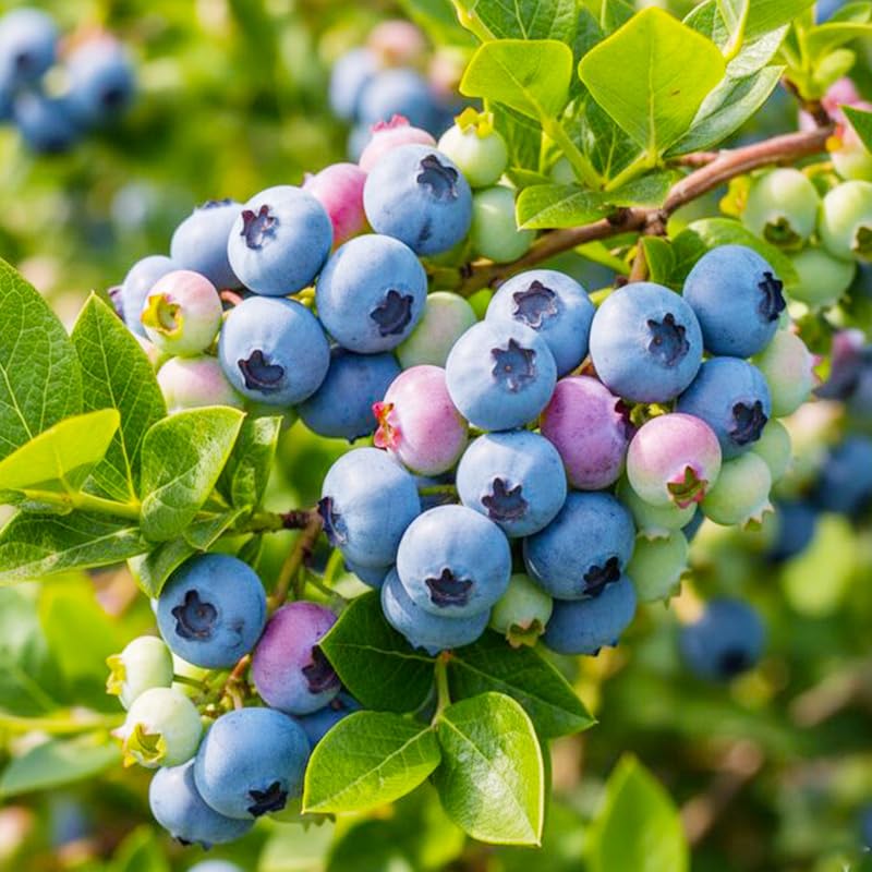 Fruit seeds collection cherry packets for charming, productive fruit bushes.
