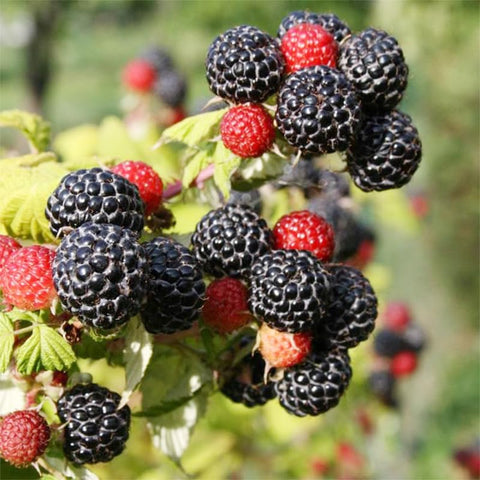Fruit seeds collection cranberry packets for hardy, low-maintenance beds.