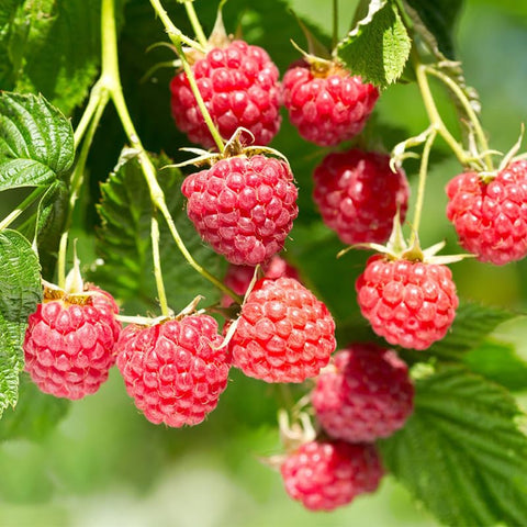 Fruit seeds collection mulberry packets for decorative fruit trees.