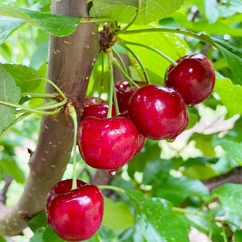 Fruit seeds collection seed mix varieties for a diverse home orchard.