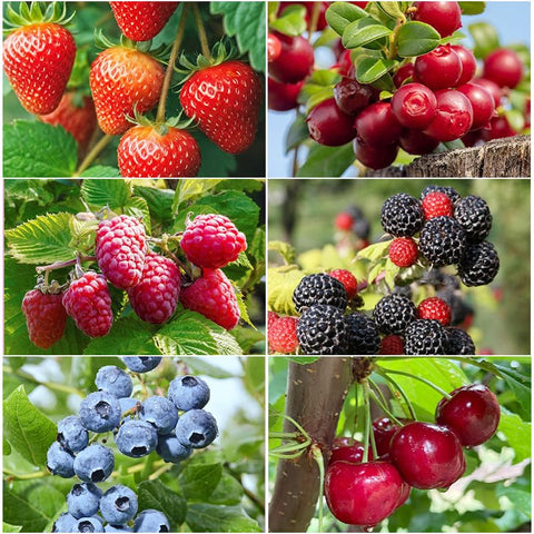 Fruit seeds collection strawberry packets for home growing and fresh berries.