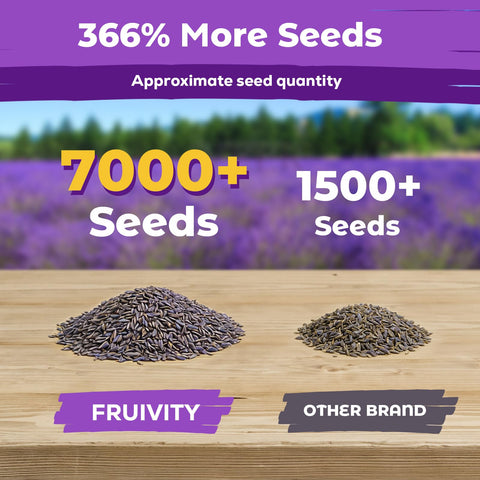Fruivity Lavandula angustifolia seed highlights classic lavender growth
