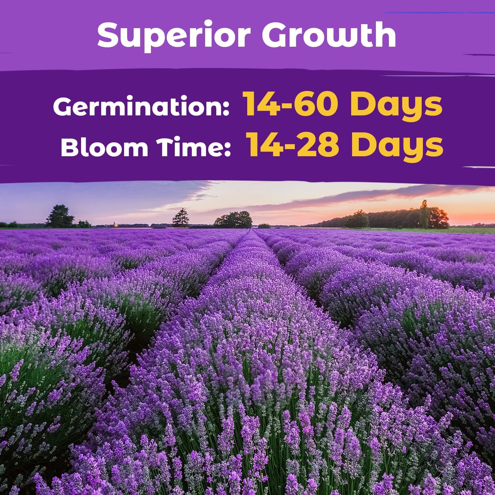 Fruivity non-GMO heirloom lavender seeds for pure heritage varieties