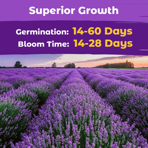 Fruivity non-GMO heirloom lavender seeds for pure heritage varieties