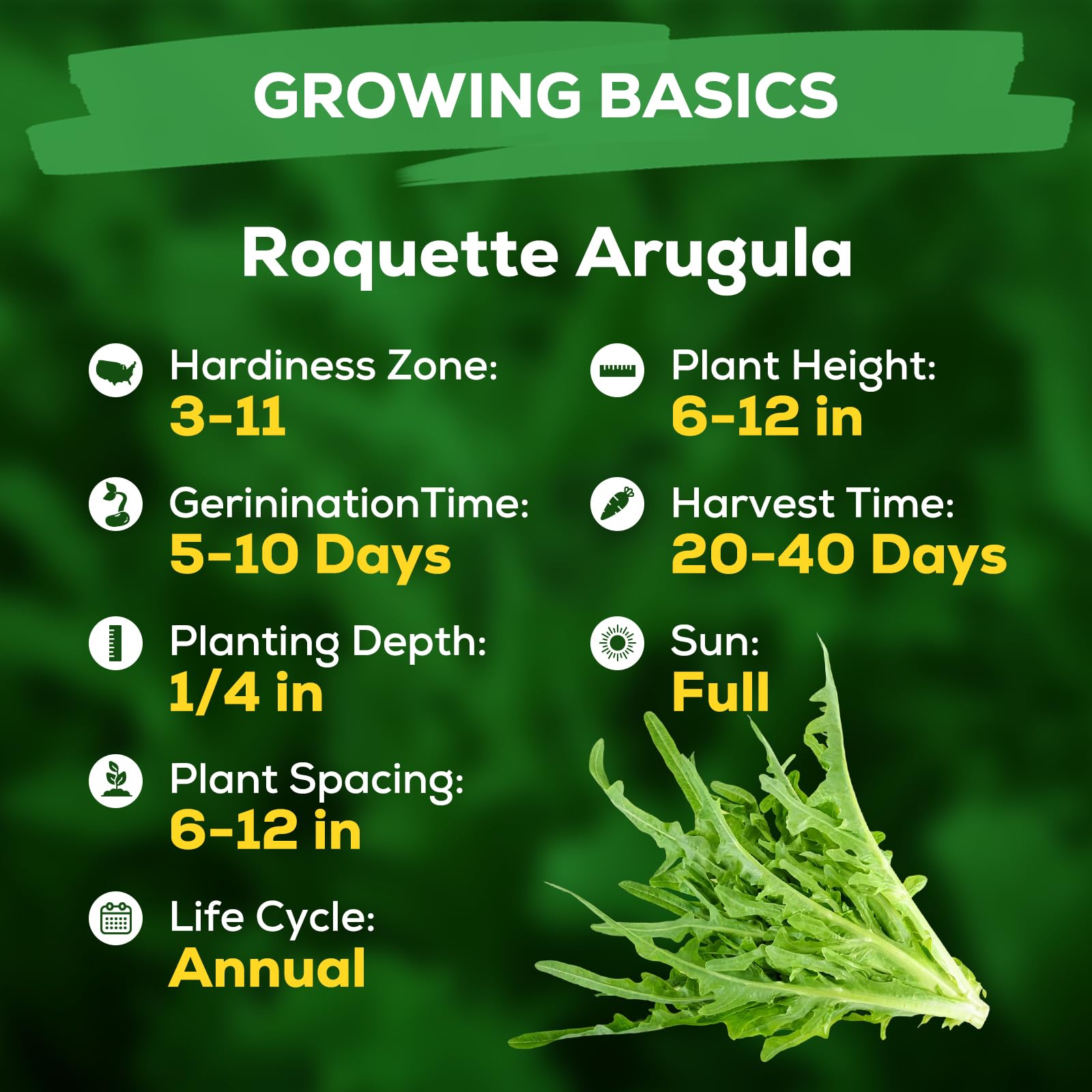 Fruivity arugula seeds for baby greens harvest in home garden