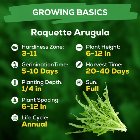 Fruivity arugula seeds for baby greens harvest in home garden