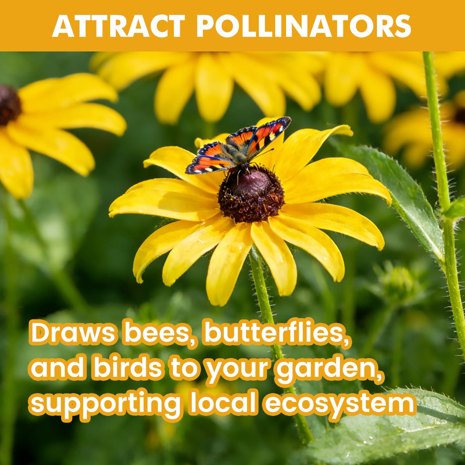 Fruivity Black Eyed Susan seeds are drought-tolerant once established