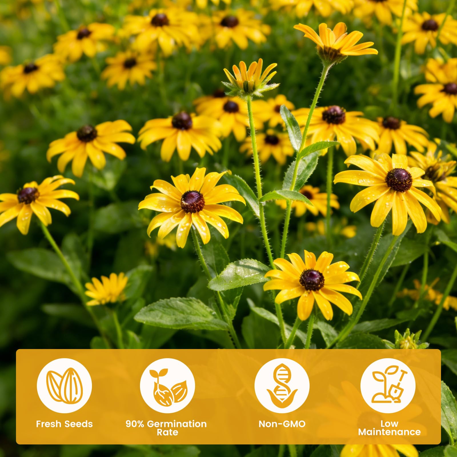 Fruivity Black Eyed Susan seeds demonstrate fast germination in 7-14 days