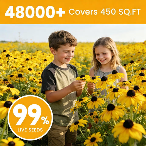 Fruivity seeds attract pollinators with bright yellow blooms in sunlit beds