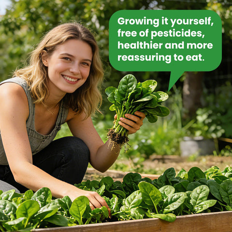 Fruivity Bloomsdale spinach seeds packaging shows 960 seeds for a season