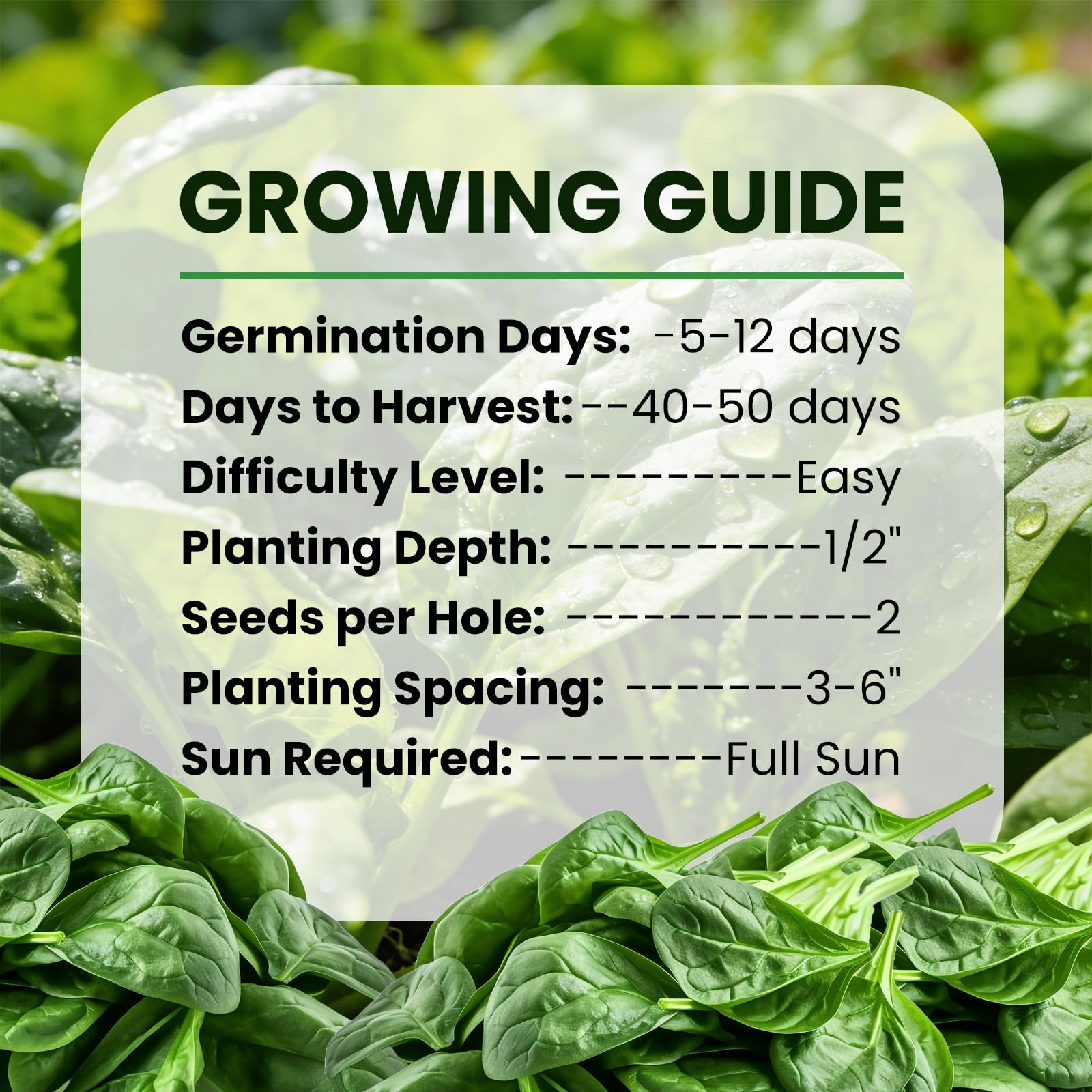 Fruivity Bloomsdale spinach leaves ready to harvest in home garden