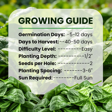 Fruivity Bloomsdale spinach leaves ready to harvest in home garden